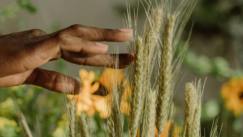 Fotografía de una mano tocando una planta de maiz
