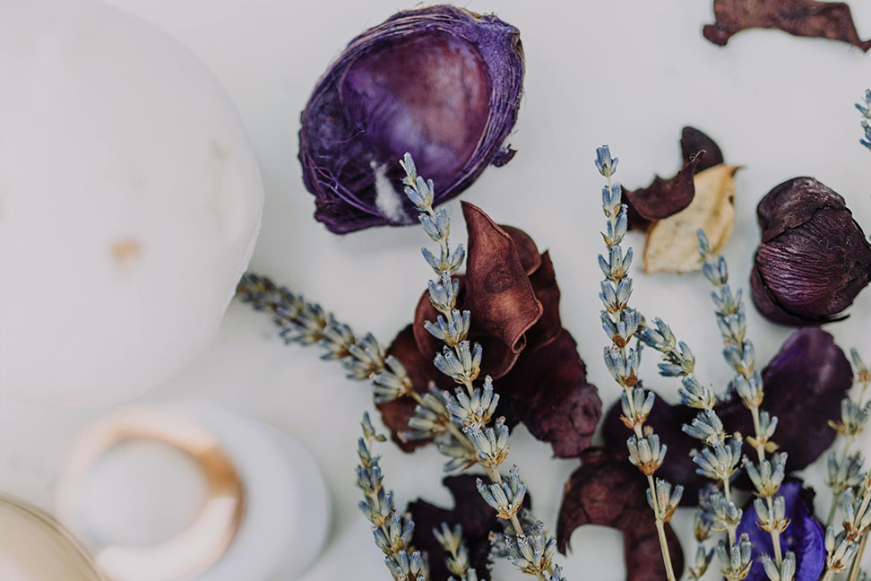 Fotografia de plantas y flores en un fondo blanco